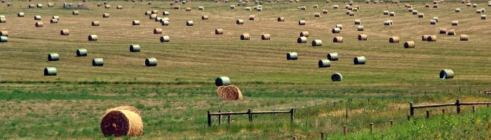 Hay field in mid-summer on the prairie.