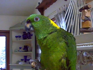 Normal shot of Joe, our parrot.