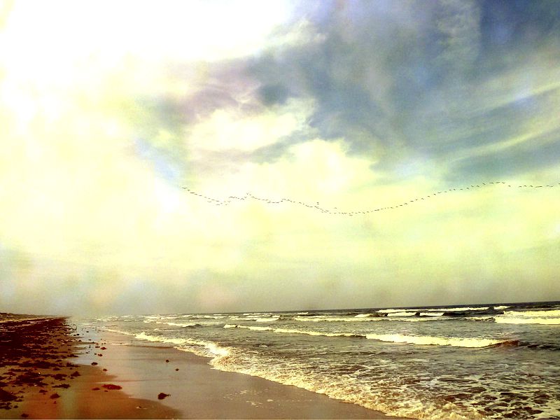 Pelicans returning home on the Texas coast.